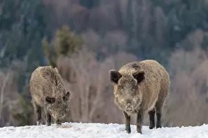 Two wild boars (Sus scrofa) search for food on a snow-covered hill
