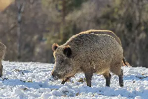 Two wild boars (Sus scrofa) search for food on a snow-covered meadow