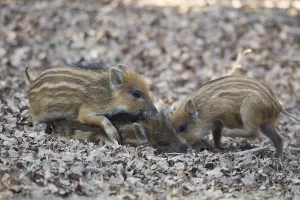 Wild boars (Sus scrofa), shoats
