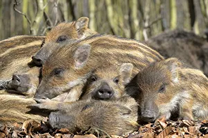 Wild boars (Sus scrofa), shoats lying in the sun and warming each other