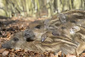 Wild boars (Sus scrofa), shoats lying in the sun and warming each other
