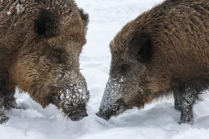 Wild boars (Sus scrofa) in the snow