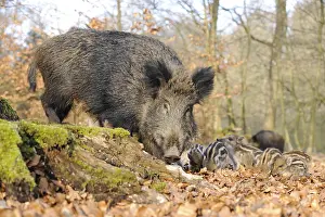 Wild Boars (Sus scrofa), sow with piglets