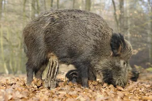 Wild Boars (Sus scrofa), sow with a suckling piglet