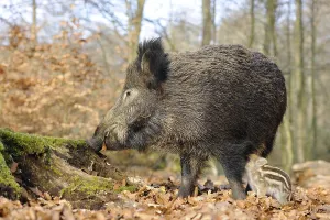 Wild Boars (Sus scrofa), sow with a suckling piglet