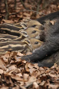 Wild Boars (Sus scrofa), sow suckling piglets