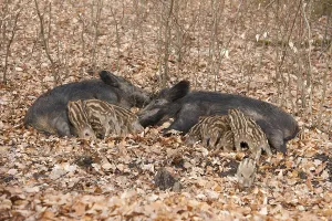 Wild Boars (Sus scrofa), two sows with suckling piglets, captive, North Rhine-Westphalia, Germany, Europe