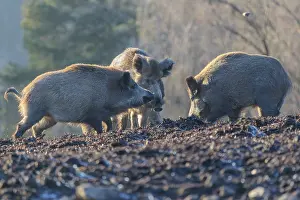 Three wild boars (Sus scrofa) stand in the backlight of the sun in a clearing