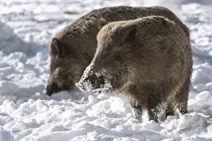 Wild boars (Sus scrofa) standing in the snow