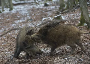 Wild boars (Sus scrofa) in winter