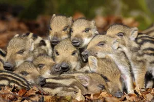 Wild boars (Sus scrofa), young rookies lying in foliage