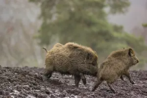 Two wild boars or wild pigs (Sus scrofa) fight in a clearing on a foggy day