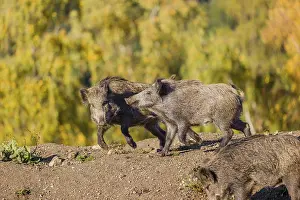Two wild boars or wild pigs (Sus scrofa) fight in a clearing on hilly terrain