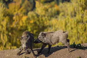 Two wild boars or wild pigs (Sus scrofa) fight in a clearing on hilly terrain