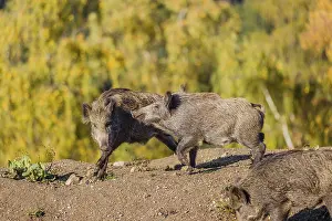 Two wild boars or wild pigs (Sus scrofa) fight in a clearing on hilly terrain