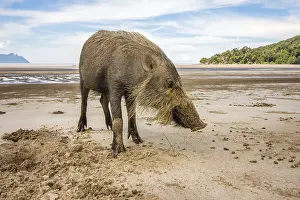 This wild bornean bearded pig, Sus Barbatus