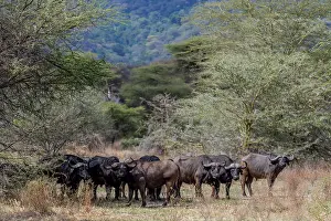 Wild buffalo in the savannah of Africa