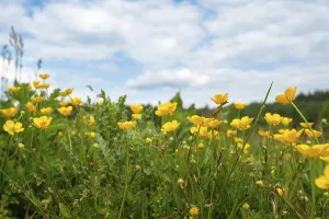Wild buttercups growing on a meadow