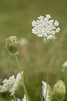 Wild carrot (Daucus carota carota)