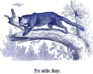 Wild cat, Hubertus hunting and hunting scenes