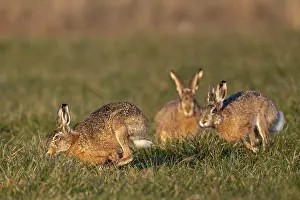 In a wild chase, the bucks circle the female hare (Lepus europaeus)
