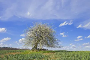 Wild cherry, sweet cherry, gean (Prunus avium)