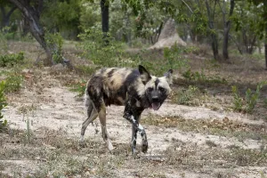 Wild Dog (Lycaon pictus), captive