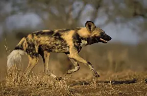 Wild Dog (Lycaon pictus), hunting