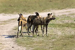 Wild Dogs im Chobe National Park in Botswana