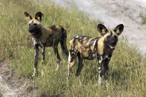 Wild Dogs im Chobe National Park in Botswana