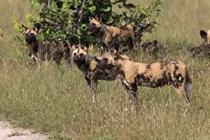 Wild Dogs im Chobe National Park in Botswana