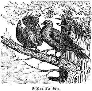 Two wild doves, tree, branch, fir