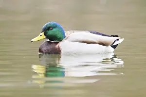 Wild duck (Anas platyrhynchos)