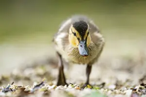 Wild duck (Anas platyrhynchos) chick standing at the schore of a little lake