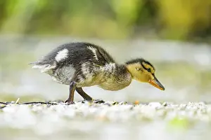 Wild duck (Anas platyrhynchos) chick standing at the schore of a little lake