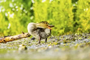 Wild duck (Anas platyrhynchos) chick standing at the schore of a little lake
