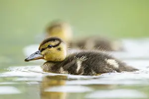 Wild duck (Anas platyrhynchos) chick swimming on a lake