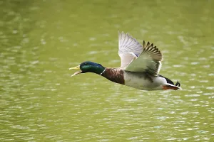 Wild duck (Anas platyrhynchos) flying over the water