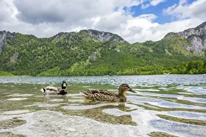 Wild duck (Anas platyrhynchos) male and female swimming in a lake