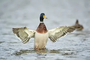 Wild duck (Anas platyrhynchos) male on a lake