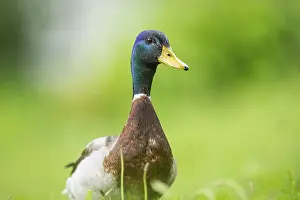 Wild duck (Anas platyrhynchos) male on a meadow