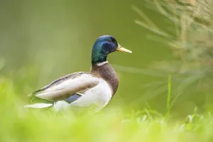 Wild duck (Anas platyrhynchos) male on a meadow