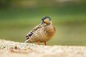 Wild duck (Anas platyrhynchos) male standing on the shore of a lake