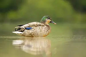 Wild duck (Anas platyrhynchos) male standing on the shore of a lake