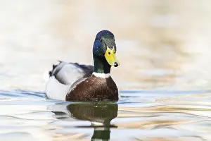 Wild duck (Anas platyrhynchos) male swimming on a lake