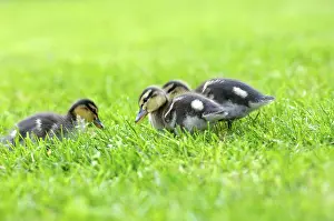 Wild duck chicks Mallard Anas platyrhyncos