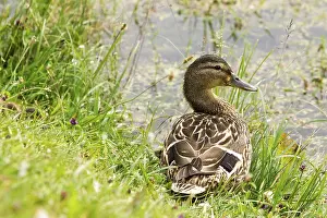 Wild duck in a grass beside the pond