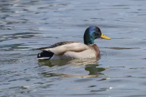 Wild duck Mallard Anas platyrhynchos. Male Duck