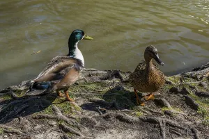 Wild ducks by the side of a pond