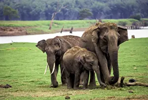 Wild elephants (Elephas maximus) in Kabini